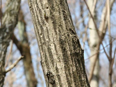 Euonymus sieboldianus var. sanguineus