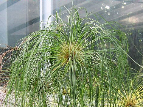 Cyperus Papyrus カミガヤツリ はどんな植物 Weblio辞書