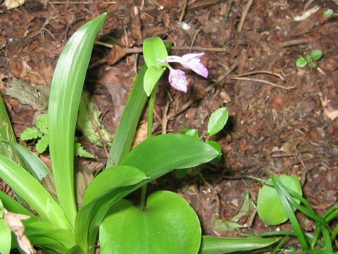 Orchis cyclochila