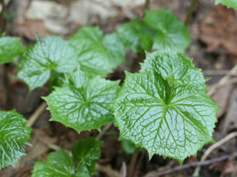 Cacalia adenostyloides