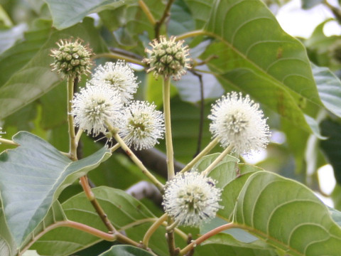 Camptotheca acuminata