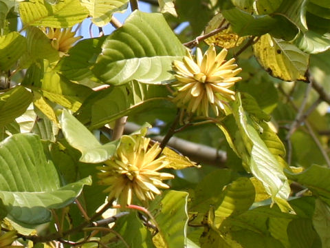 Camptotheca acuminata