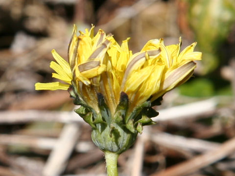 Taraxacum platycarpum