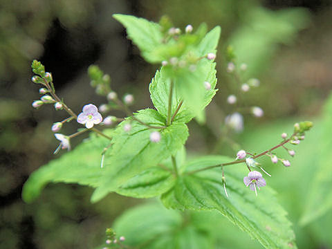 Veronica chamaedrys