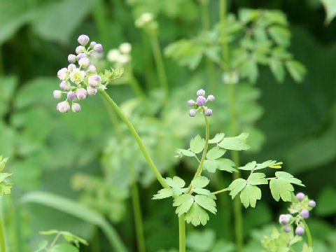 落葉松草