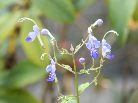 Caryopteris divaricata