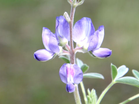 Lupinus hirsutus