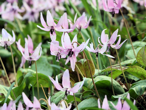 Erythronium japonicum