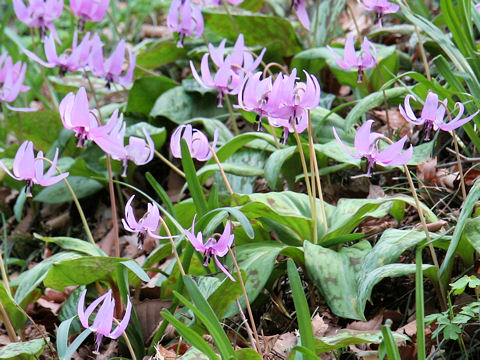 Erythronium japonicum