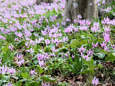 Erythronium japonicum