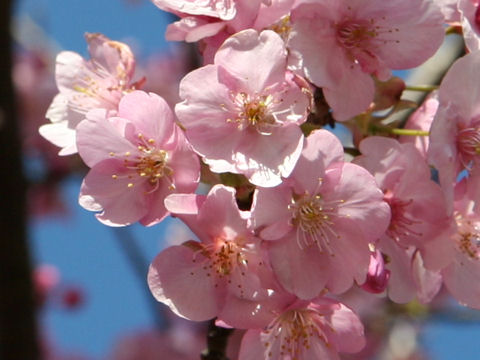 ら かわず ざく 河津桜とは ＜花言葉・由来・特徴などを紹介＞