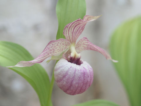 Cypripedium sp.