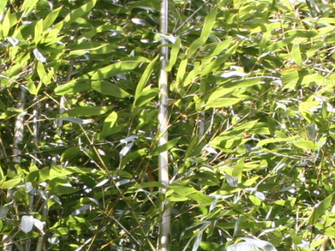 Phyllostachys makinoi