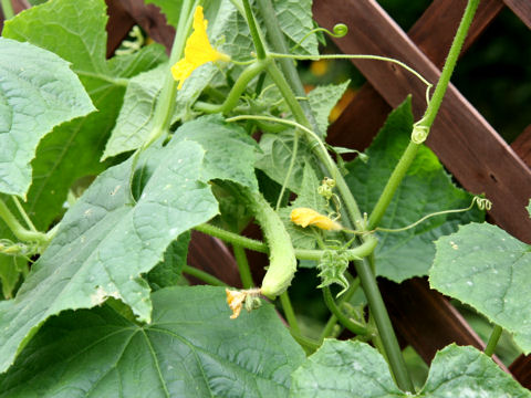 Cucumis sativus