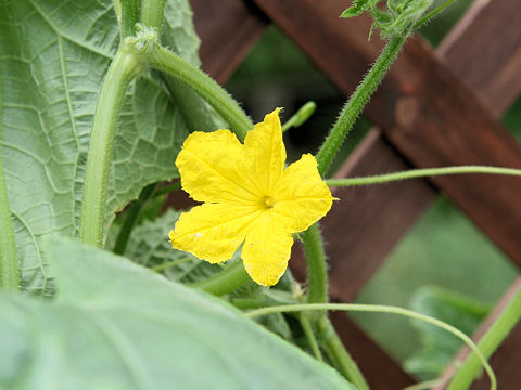 Cucumis sativus