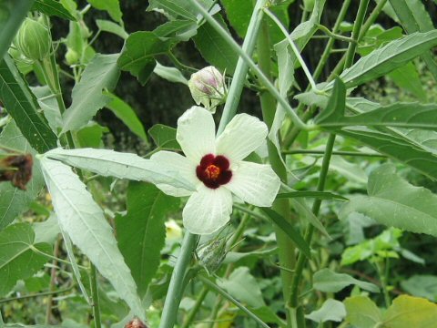 Hibiscus cannabinus