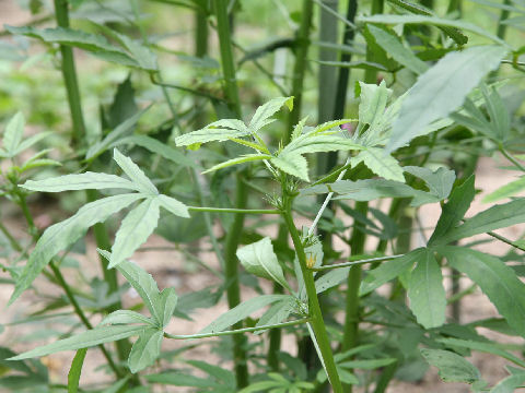 Hibiscus cannabinus