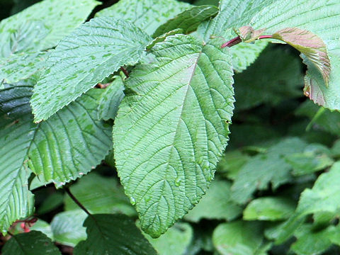 Viburnum plicatum var. plicatum f. glabrum