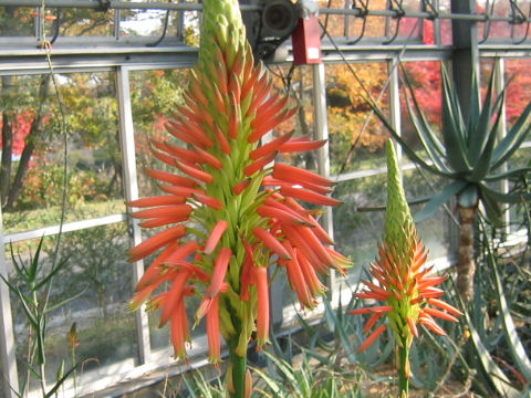 Aloe arborescens