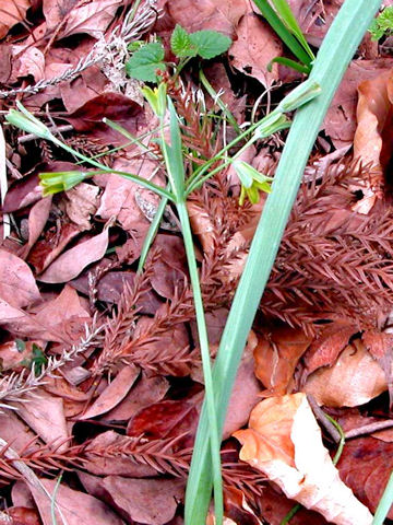 Gagea lutea