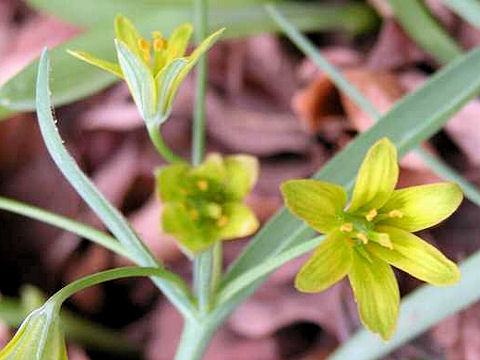 Gagea lutea