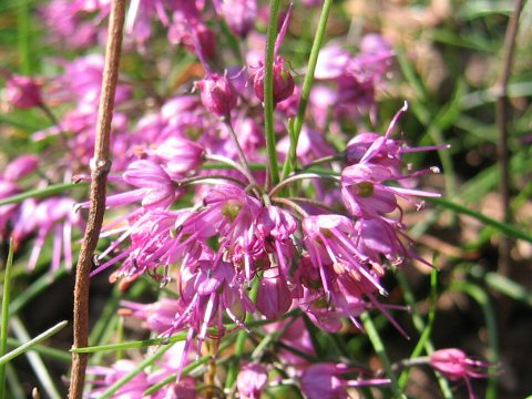 Allium virgunculae var. kiiense