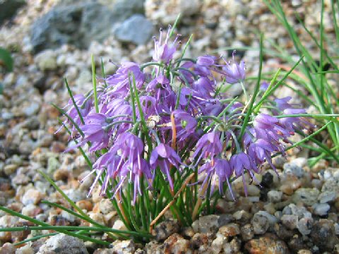 Allium virgunculae var. kiiense