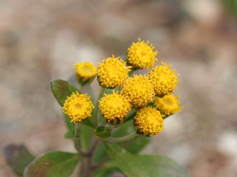 Chrysanthemum shiwogiku var. kinokuniense