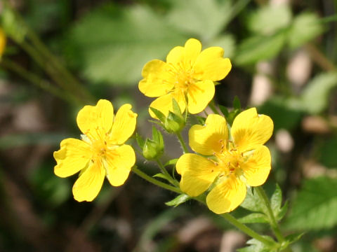 Potentilla fragarioides var. major