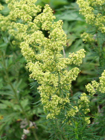 黄花河原松葉 キバナカワラマツバ はどんな植物 わかりやすく解説 Weblio辞書