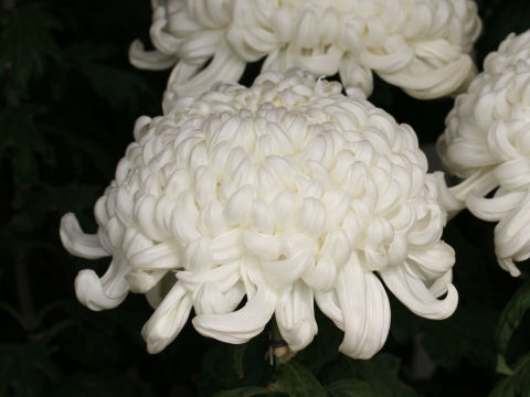 Chrysanthemum grandiflorum