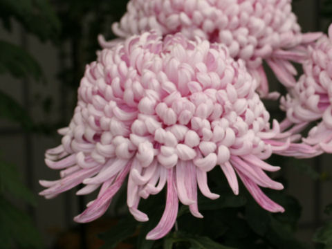 Chrysanthemum grandiflorum