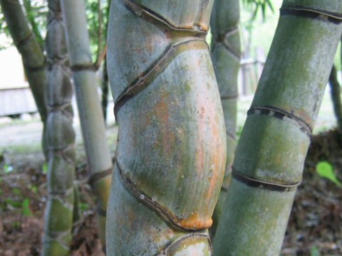 亀甲竹(キッコウチク)はどんな植物？ わかりやすく解説 Weblio辞書