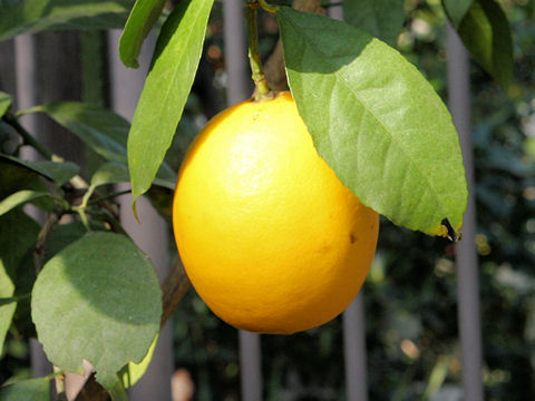 菊地檸檬