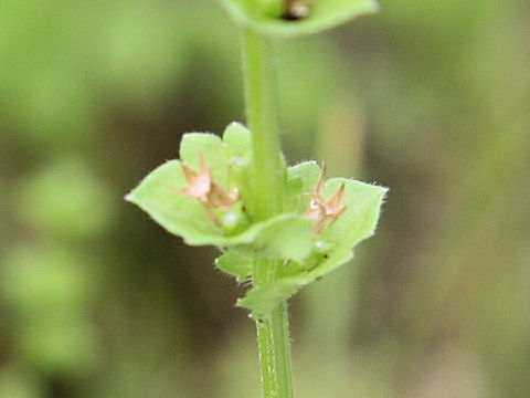 Specularia perfoliata