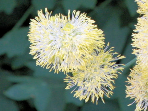 Thalictrum flavum