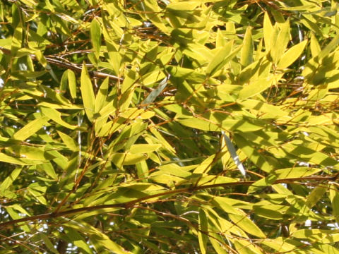 Phyllostachys pubescens f. bicolor