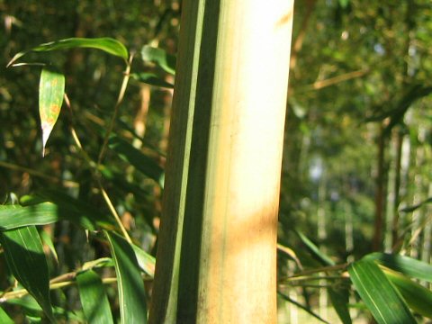 Phyllostachys bambusoides f. castiloni