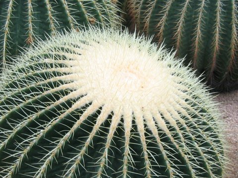 Echinocactus Grusonii キンシャチ はどんな植物 Weblio辞書