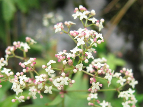 Galium kinuta