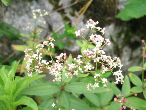 Galium kinuta