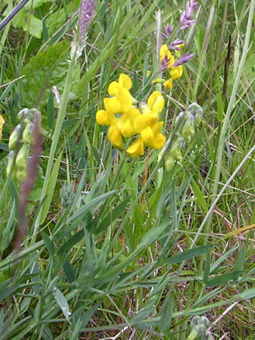 Lathyrus pratensis