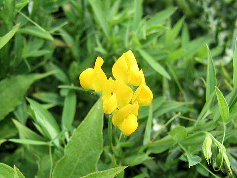 Lathyrus pratensis