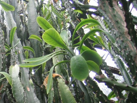 麒麟角はどんな植物 Weblio辞書