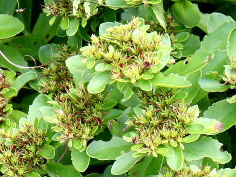 Sedum aizoon var. floribundum