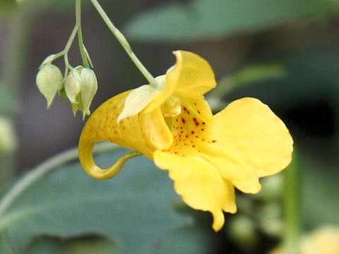 Impatiens noli-tangere