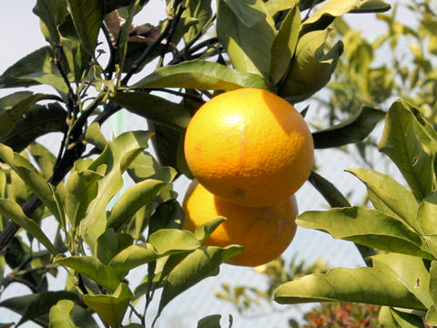 Citrus cv. Kiyomi-Tangora
