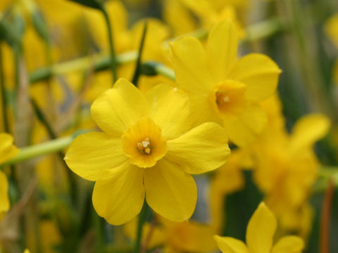 Narcissus Jonquilla キズイセン はどんな植物 Weblio辞書