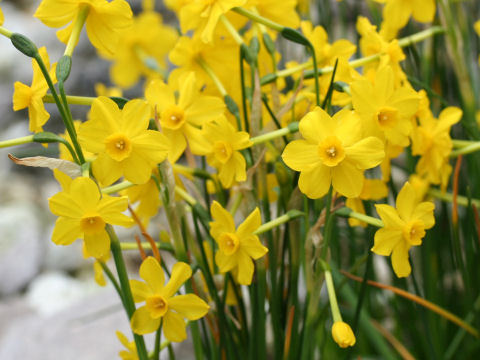 Narcissus Jonquilla キズイセン はどんな植物 Weblio辞書