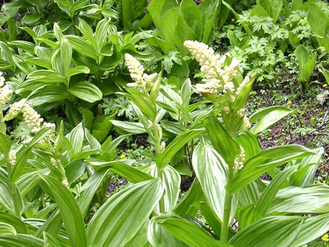 Veratrum stamineum